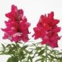 Seminte profesionale Antirrhinum majus - Gura leului - imagine 49084